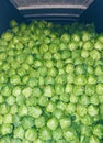 Mountain cabbage harvesting for sale. Selective focus