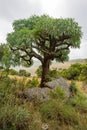 Mountain Cabbage Tree Cussonia paniculata sinuata, aka kiepersol, growing at Suikerbosfontein South Africa