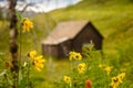 Mountain Cabin With Sunflowers