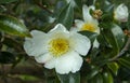 . Camellia sinensis or Tea Bush, from the leaves of which the raw material for making tea is obtained Royalty Free Stock Photo