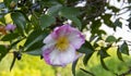 Mountain Camellia flower. evergreen plant of the family Theaceae. Camellia sinensis