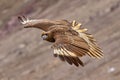 Mountain Caracara, Peru, Vinicunca Royalty Free Stock Photo