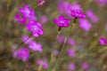 Mountain carnation, wild carnation ; Dianthus Carthusianorum. Wild flower Royalty Free Stock Photo