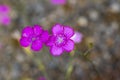 Mountain carnation, wild carnation ; Dianthus Carthusianorum. Wild flower Royalty Free Stock Photo