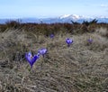 Mountain Carpathian landscape Royalty Free Stock Photo