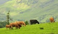 Mountain cattle, Lake district, Cumbria Royalty Free Stock Photo