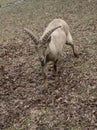 Mountain caucasian goats