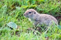 Mountain Caucasian Gopher or Spermophilus musicus in grass in Russia.