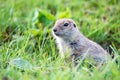 Mountain Caucasian Gopher or Spermophilus musicus in grass in Russia.