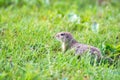 Mountain Caucasian Gopher or Spermophilus musicus in grass in Russia.