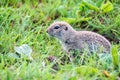 Mountain Caucasian Gopher or Spermophilus musicus in grass in Russia.