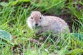 Mountain Caucasian Gopher or Spermophilus musicus in grass in Russia.