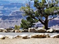 Mountain, cedar and path, Grand Canyon