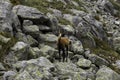 Mountain chamois, on the background of rocks, looks at the camera