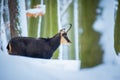 Mountain chamois in the snowy forest of the Luzickych Mountains Royalty Free Stock Photo