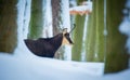 Mountain chamois in the snowy forest of the Luzickych Mountains Royalty Free Stock Photo