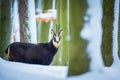 Mountain chamois in the snowy forest of the Luzickych Mountains Royalty Free Stock Photo