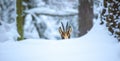 Mountain chamois in the snowy forest of the Luzickych Mountains Royalty Free Stock Photo