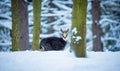 Mountain chamois in the snowy forest of the Luzickych Mountains Royalty Free Stock Photo