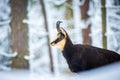 Mountain chamois in the snowy forest of the Luzickych Mountains Royalty Free Stock Photo