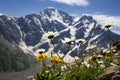 Mountain chamomile flowers against the background of the Seventh Mountain Glacier Donguzorun. Macro photography from a