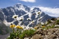 Mountain chamomile flowers on the background of the Seven Glacier of Donguzorun mount. Macro photography from a glade of