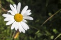 Mountain chamomile on the path to the Eho hut in Troyan Balkan. Stara Planina is a beautiful, incredible and magnetic with its vie