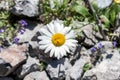 Mountain chamomile on the path to the Kozya Wall hut in Troyan Balkan. Stara Planina is a beautiful, incredible and magnetic with