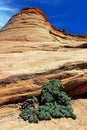 Mountain Checkerboard mesa, Zion National Park, Utah Royalty Free Stock Photo