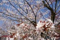 Mountain cherry blossoms branches