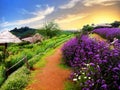 Mountain in Chiang Mai with its Beautiful flowers