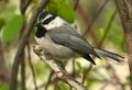 Mountain chickadee Royalty Free Stock Photo