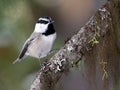 Mountain Chickadee on a Branch