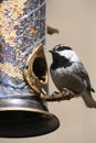 Mountain Chickadee (The Cheeseburger Bird) Royalty Free Stock Photo