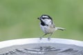Mountain chickadee drinks from a bird bath Royalty Free Stock Photo