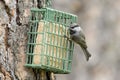 Mountain Chickadee on a suet cage Royalty Free Stock Photo
