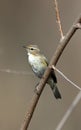 Mountain chiffchaff Royalty Free Stock Photo