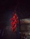 Mountain chilly, old method of drying the chilly for seeding.