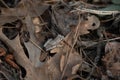 An Adorable Mountain Chorus Frog Among Fallen Leaves