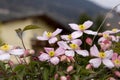 Mountain clematis montana rubens blooming in late spring Royalty Free Stock Photo