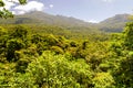 Mountain cloud rainforest & x28;Costa Rica, Santa Elena& x29;