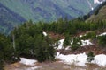 Mountain coniferous forest at Mount Roberts, Juneau, Alaska Royalty Free Stock Photo