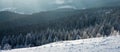 Mountain coniferous pine forest covered with snow, on backdrop of mountains, winter nature background, Carpathians, Ukraine Royalty Free Stock Photo