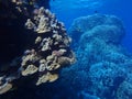 Mountain coral, Porites lutea