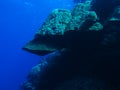 Mountain coral, Porites lutea