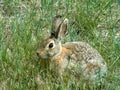 Mountain Cottontail Rabbit, Alberta Canada Royalty Free Stock Photo