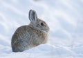 Mountain cottontail rabbit on deep snow looking cold in the winter time Royalty Free Stock Photo