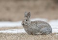 Mountain cottontail rabbit on grass and snow with dead grass as Royalty Free Stock Photo