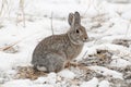 Mountain cottontail rabbit on snow with dead grass as forage Royalty Free Stock Photo