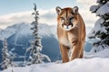 Mountain cougar in a snowy landscape Royalty Free Stock Photo